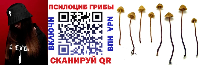 наркота  Карабулак  Псилоцибиновые грибы прущие грибы 