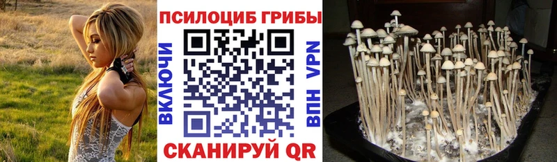 Псилоцибиновые грибы Cubensis Карабулак
